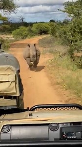 Rhino charges at safari car! 😅🦏 ViralHog | MetDaan Animals