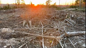 Forest clearing. Illegal deforestation landscape. Illegal logging. Amazon Forest destruction, felling trees. Cutting trees. Stacks cut. Forests illegal disappearing. Deforestation, timber logging.