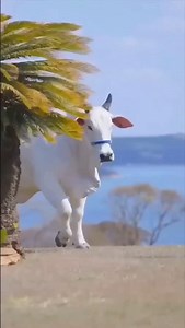 Jai Gau Mata Ki | Mvs Foundation Trust