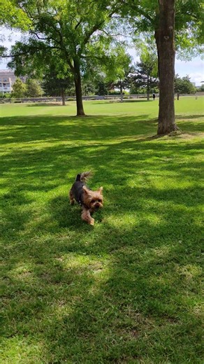 Yorkies favourite game #cute #dog #ballgame