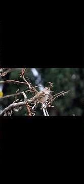 Bird photography with canon lens 75-300mm