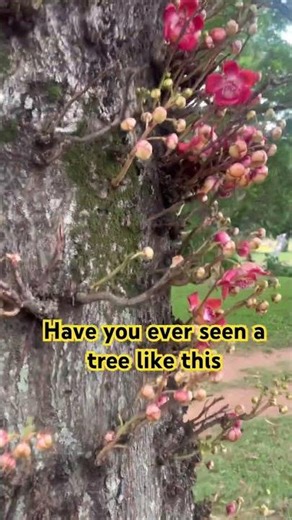 This trees flowers are growing out of its trunk #namethattree #ytshorts #trending #viral #shorts