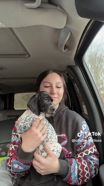 Meet Ace: The Adorable German Shorthaired Pointer