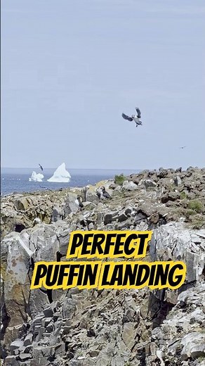 Icebergs and Puffins Only in Newfoundland