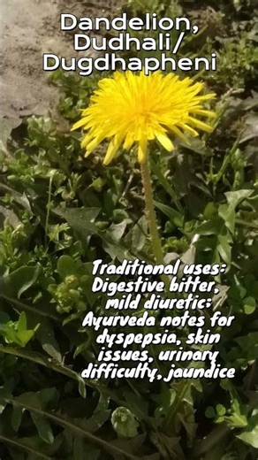 Meet the Dandelion: Wild Weed, Wow Flower! #letslearntogrow #roomtogrow #garden