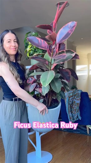 A moment for this Ficus Elastica Ruby | Ruby Rubber Plant Growth update
