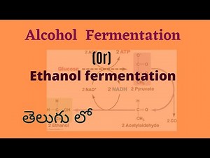 Alcohol fermentation class in telugu... Ethanol fermentation class in telugu...