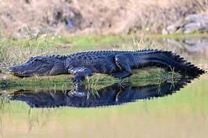 Alligator Hunting Season in Louisiana Likely to Get Extended