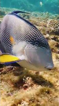 Surgeonfish Secrets That Sound Unreal #insects #naturedocumentary