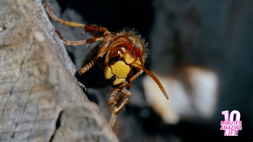 I filmed a hornet up close on camera