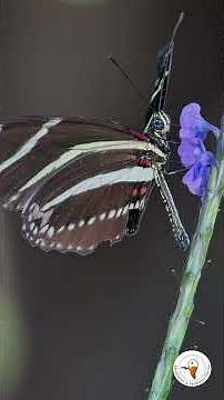 Zebra Longwing Butterflies in Southwest Florida | Rotary Park Wildlife