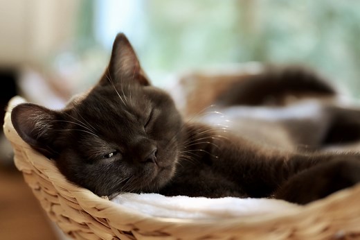 How much do kittens sleep? What you need to know