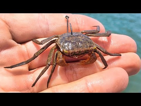 Fishing with Live Crabs For Sheepshead - Catch and Cook