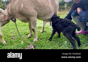horizontal video of two newborn goats looking for their mother's udders to suckle and feed while young adult Colombian woman helps them