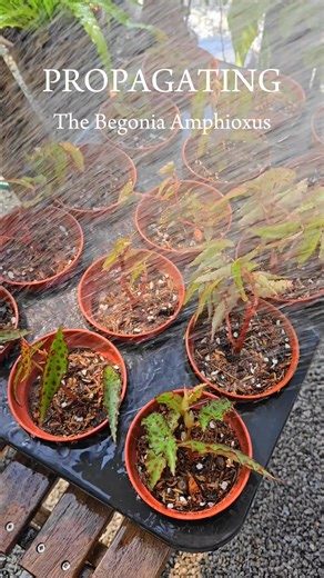 Propagation of the Begonia Amphioxus | NADI Pokoks Nursery & Landscape