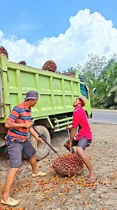 load jumbo oil palm fruit | Palm Oil Farmers
