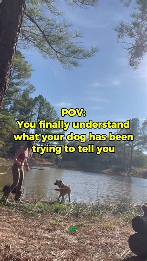 This is the moment everything clicks 🥹 That instant when you finally UNDERSTAND what your dog has been trying to communicate all along. The jumping? They're excited but don't know how to greet properly. The barking? They're alerting you or feeling anxious. The pulling? They don't know you want them beside you. Every "bad" behavior is just miscommunication. When you learn to speak their language everything changes... | Bark Busters Arlington