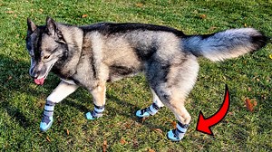 27 reactions | Order here: https://geni.us/xefL From Amazon! (As an Amazon Influencer, I may earn from qualifying purchases) Tired of cleaning muddy paws or worrying about cold pavement? We're testing the SlowTon Dog Snow Boots to see if they're the ultimate winter solution. These waterproof, high-top booties are fleece-lined for warmth and have a non-slip sole for icy sidewalks. Check out our full review to see if the dual-strap system actually keeps them on! | The Review | Facebook