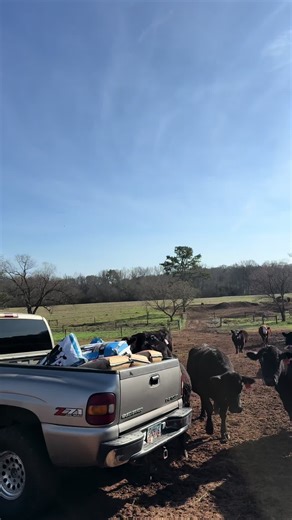 Custom Farm Truck for Cattle Farming