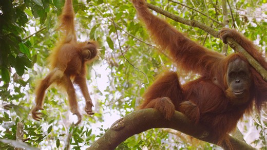 Nature: The Last Orangutan Eden | Netflix