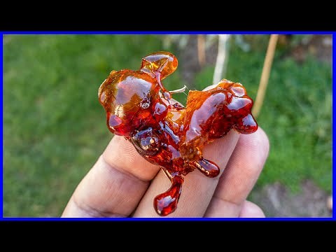 Tree Sap is Edible & Benefits (Tree Gum)