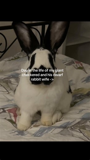 Giant Bunny's Daily Adventures with His Dwarf Rabbit