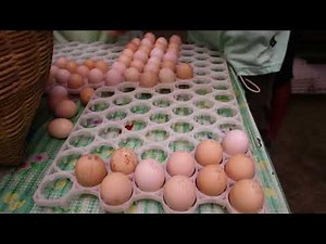 Native Chicken Hatchery Operation