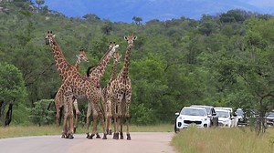 2.4M views · 156K reactions | Watch majestic Giraffe in a incredible roadblock at Kruger National Park, South Africa. #nature #wildlife #wildlifephotography #animals #krugernationalpark | Wildest Kruger Sightings | Facebook