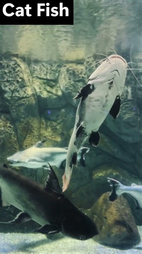 The "Eww" Factor: This Fish Tastes With Its WHOLE Body! 👅 ! 💀🌍🐅 #facts