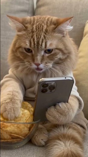 So Satisfying… Cat ASMR Eating Chips While Scrolling 🤯