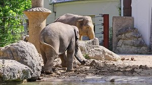 Little Asian or Asiatic elephant, Elephas maximus is the only living species of the genus Elephas and is distributed in Southeast Asia from India and Nepal in the west to Borneo in the east.