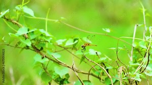 A wild dragonfly flying over the small branches of a tree - The yellow female dragonfly (placodes nebulosa) known as Black-tipped percher or Charcoal-winged percher perches on twigs,
