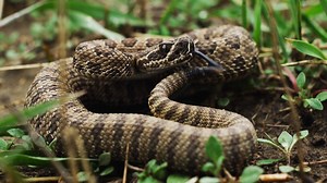 Experience the LAST WILD PLACES of Montana’s American Prairie Reserve and Argentina’s Iberá National Park on Sunday with a special National Geographic screening! More info: https://bit.ly/2KkHxz8 | Playhouse Square