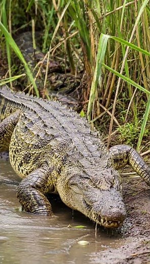 GIANT Anaconda CONSTRICTS a Crocodile in the River | Rare Snake vs Croc Battle #worldsnake