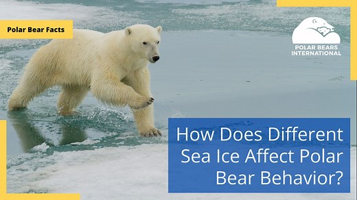 What are polar bears up to right now? It largely depends on where in the Arctic they live, as sea ice behaves differently around the Arctic. Scientists divide the Arctic into four sea ice “ecoregions” differentiated by the way in which sea ice stays with or drifts away from the shore, and by whether ice persists from one year to the next or melts each summer. The bears in each ecoregion adopt different strategies for the summer season. Learn about the different ecoregions and polar bears' strate