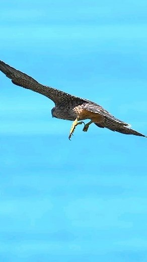 Juvenile Peregrine Falcon testing out its talons! Peregrine Falcons are adept hunters, capturing medium-sized birds mid-air through swift and impressive dives, known as stoops. Within urban areas, they demonstrate mastery in catching pigeons, while in other locations, their diet mainly comprises of shorebirds and ducks. These magnificent birds frequently perch at great heights, patiently waiting for the perfect moment to launch their aerial attacks. Video credits: @tammy_ascher 🔗 Click the link