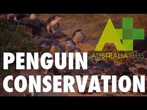 Phillip Island's penguins - Australia Plus
