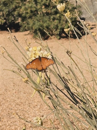 Jessica Springsteen on Instagram: "California💛🌞Grateful for the best team and ending the year with all the horses feeling in great shape❤️"