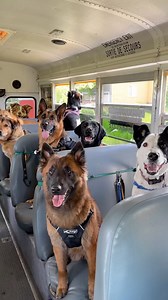 130K views · 68K reactions | Friday’s pup bus!  #dogboarding #dogkennels #escapetothecountry #escapetothecountrydogandcatkennels #dogboardingfacility #cutedogs #yycdogs #dogsofcalgary #dogsofokotoks #okotoksdogs #diamondvalley #albertadogs #albertadog #pupbus #dogbus | Escape to the Country Pet Retreat | Facebook