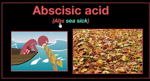 Major plant hormones (& how to remember)