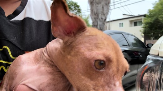 pokieandfriends (@pokieandfriends)’s videos with original sound - pokieandfriends