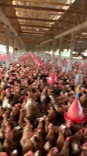 Visite de routine dans une ferme de poules pondeuses 🐔✨ Aujourd’hui, nous vous présentons l’un de nos plus beaux accompagnements : une ferme de 5 000 poules pondeuses, actuellement à leur maximum de production. Un véritable rêve devenu réalité. Cette ferme, c’est CAFOVET qui l’a entièrement mise sur pied : du conseil initial… jusqu’à la mise en production optimale. Et aujourd’hui encore, nous assurons le suivi sanitaire, technique et stratégique. 👉 Ce que nous voulons vous dire, c’est simple :