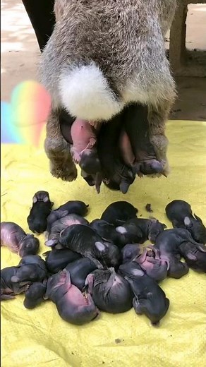 wild rabbit giving birth to babies | cute baby rabbit | birth of a bunny #rabbit #rabbitbaby