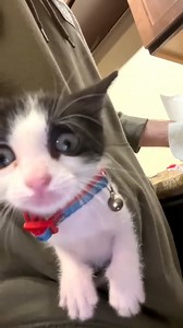136K views · 4.2K reactions | Adorable Kitten meowing  #ytshorts #shortsfeed #kitten #catshorts #cutecat #shortvideo | Baby Cat | Facebook