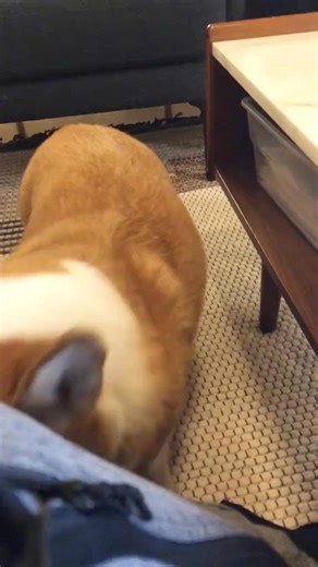 Maple fully communicates her heart’s desire, which happens to be scritches. 😂 | Maple and Morty Corgi