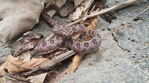 Identifying venomous snakes in the wild