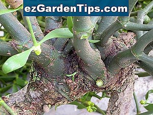 Quelles plantes sont dans le désert de Gobi? 🌱 Conseils Jardiniers - Fr.ezGardenTips.com