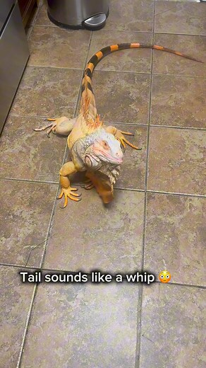 Fyi iguana tails are very powerful just listen to the sound, this was effortless #lizard #exoticpets #reptile #iguana #pet #pets #animals #petlovers #petstagram #petlovers #foryou #petsofinstagram #RocketThelguana #dragons #reptilesofinstagram #cuteanimals #petlizard | Rocket The Iggy