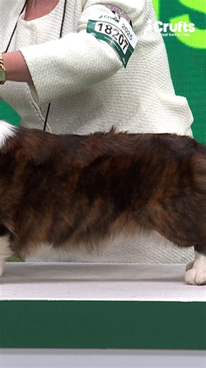 🥰 The gorgeous Welsh Corgi (Cardigan) is next up in 'What's That Dog?' 🐕 Of the two types of Corgi, the Cardigan is thought to be the older. The word Corgi is thought to be rooted in the Celtic 'cor' meaning dwarf and 'gi' – dog. They are both short legged which equips them well for the job of driving livestock forward. The Cardigan has always been undocked, and was once known affectionately as the Yard Dog (Ci Llatharid), because the measurement from his nose to the end of his tail was a Wels