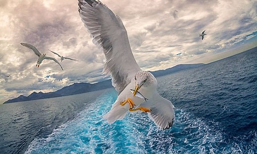 How Far Can a Bird Fly Without Stopping? - Interesting Facts